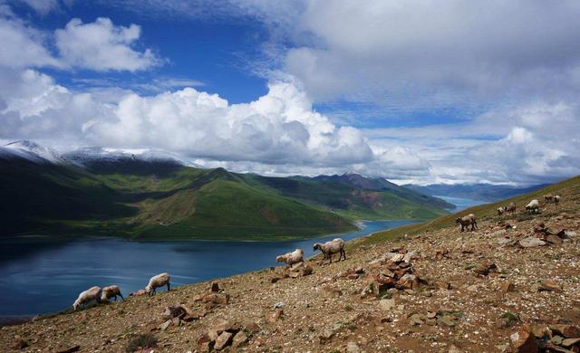 黄山风景区|西藏羊湖鱼8亿多公斤泛滥，随手就能捞到，到底为何无人敢吃？