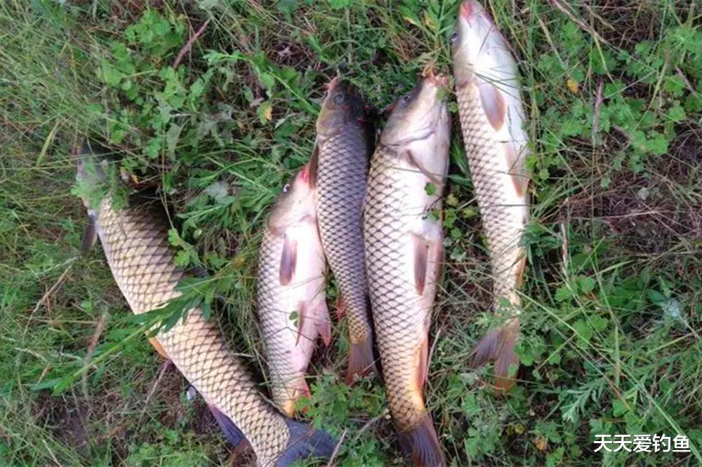 紫菜做饵料,野钓通杀青草鲤,具体用法在这里