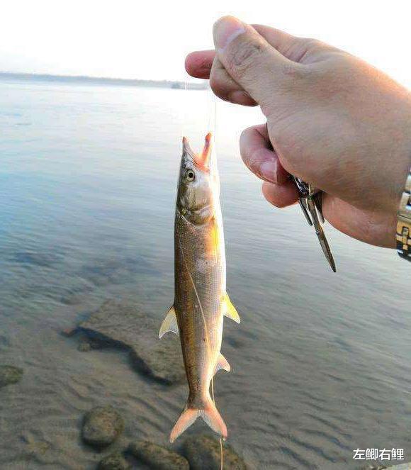 水老虎来袭!长江出现大量米级鱤鱼,一条鱼可吃光一个鱼塘