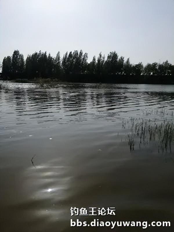 鲫鱼|红虫风暴加果香,野钓鲫鱼满地躺