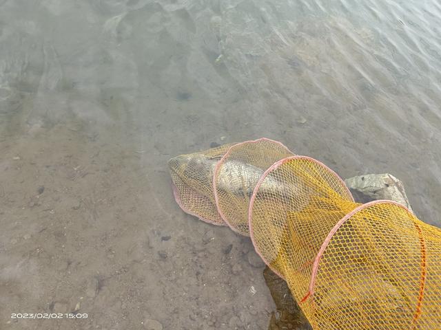 饵料|意外到惊喜到激动,一条爆护破纪录