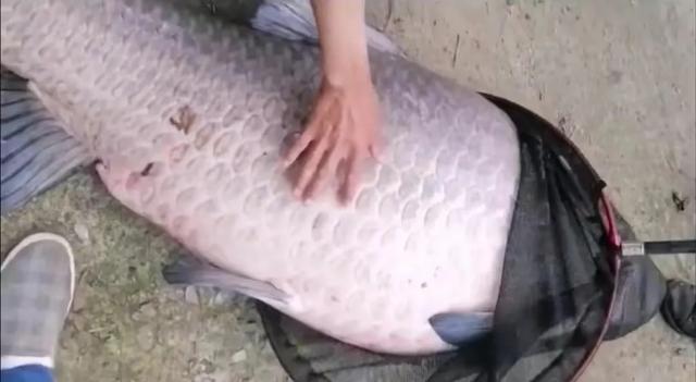 2021年，仙女湖一条134斤的大青鱼被人钓走后，湖里大青鱼还有吗