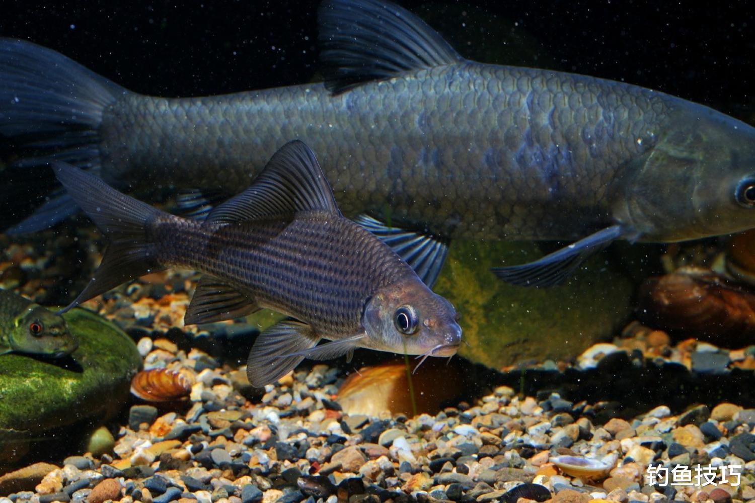 青鱼进窝吃饵的4个规律，钓青鱼的必备常识