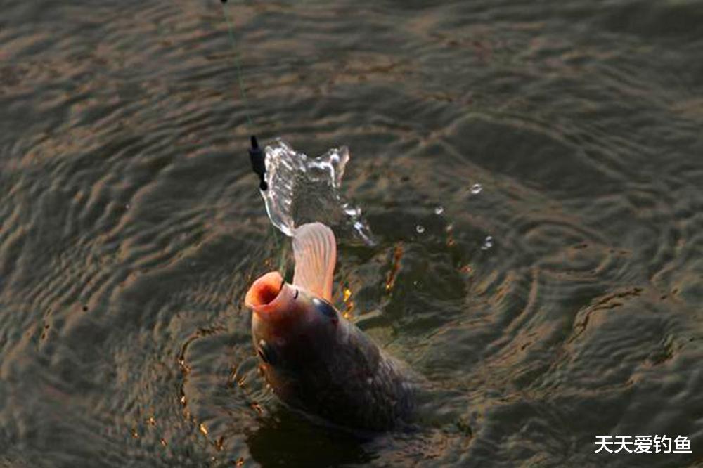 长短子线优缺点对比,选择得当时,中鱼率能翻几倍
