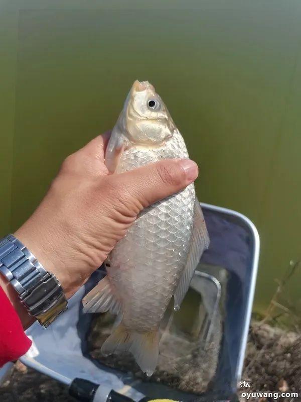 鳊鱼|雾天鱼口好,大鱼跑不了