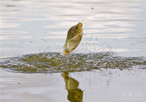 中钩后鱼还逃之夭夭，常见的原因有哪些？怎么预防？