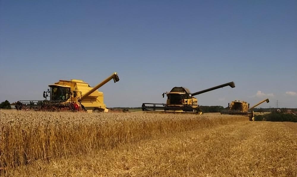 跨区作业证引发农业革命:收割机被扣,成熟小麦收割回归镰刀 