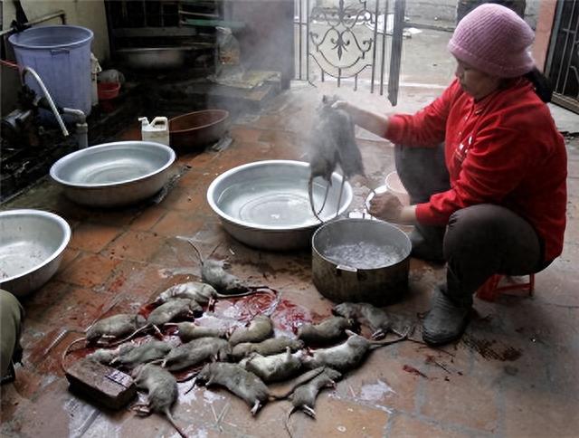 |躲过了中国人的筷子,却被越南人当做美食?越南人为啥爱吃鼠肉?