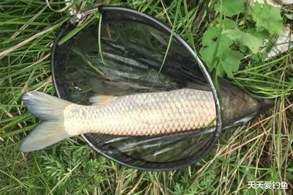三伏天也能钓草鱼，用对这2种钓法，大草鱼能连竿