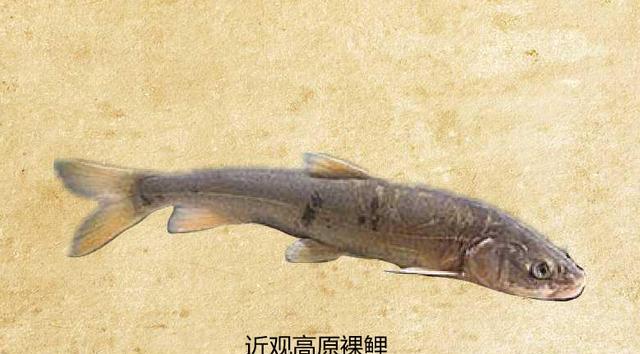 西藏|西藏羊卓雍措里的鱼，多达8亿公斤，却无人敢吃