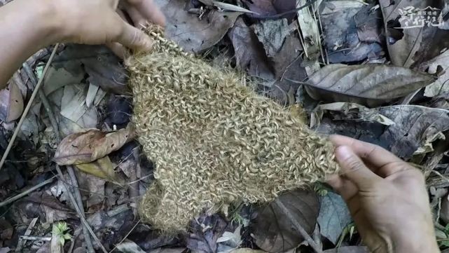 四川省|国内荒野求生第一人：赤身进丛林生活100天！