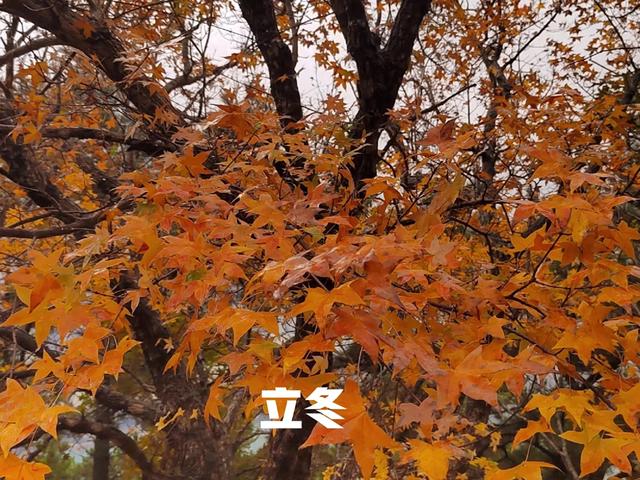 立冬|立冬来临，建议大家：少吃羊肉和梨，多吃4样，养阳防寒舒服过冬