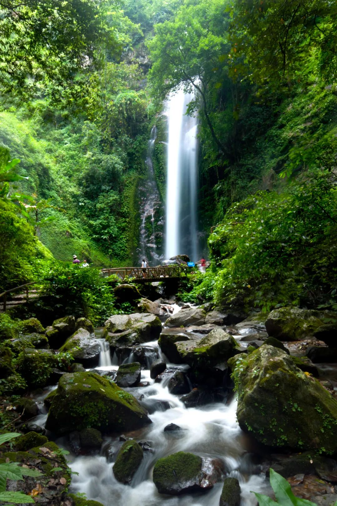 瑞丽|乐享云南 | 美景·瑞丽莫里热带雨林