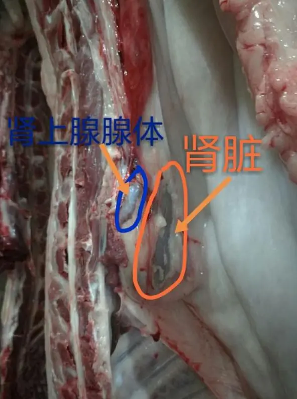 排骨|马上停止食用猪身上“4种肉”,越吃病越多,千万别拿健康开玩笑!