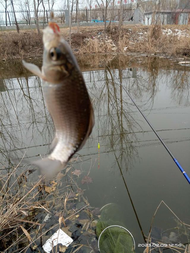 饵料|早春鱼囗啥规律？他处大板我奶鲫。
