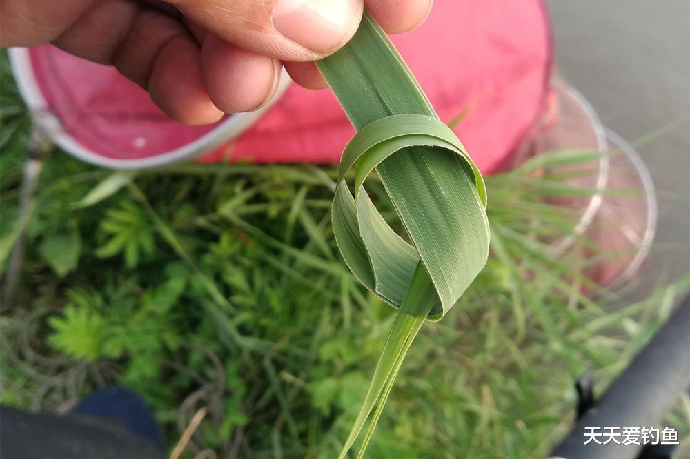 三伏天钓草鱼,最好用的3种饵料,大小草鱼排队咬钩