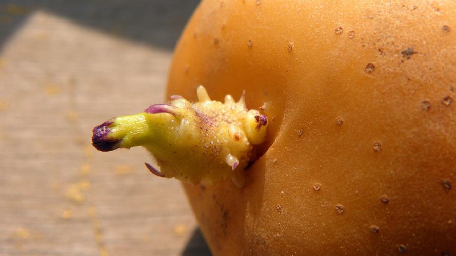 土豆|土豆发芽后,到底能不能吃?原来这么多年一直做错了,早知早受益