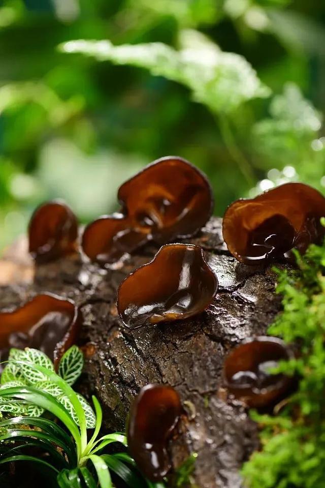 半盘拌黄瓜下肚竟进了ICU？夏天用这5种食材做凉拌菜，千万注意！