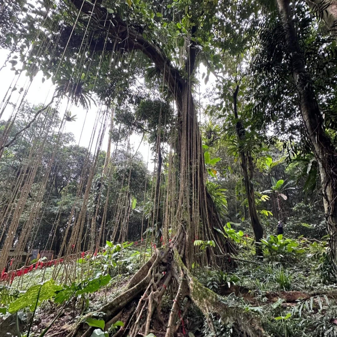 琼中|《三亚过冬季》琼中百花岭雨林惬意之行