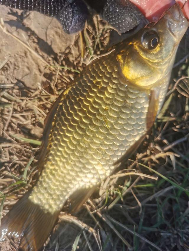 灵敏度|冬季传统钓打窝之后你要做的几件事。