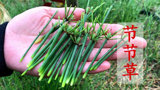 节节草是什么？提醒：老年人用它来泡脚，或能解决多年“老问题”