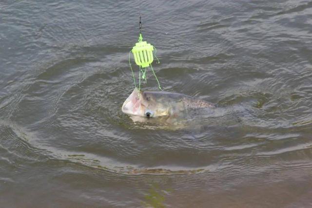 鲢鳙|老钓友解答：鲢鳙怎么钓才能上鱼？为什么总是出现锚鱼的情况？