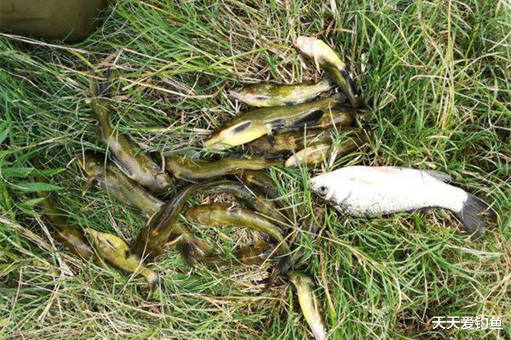 |春季野钓黄颡鱼,只需学会这3招,水中有就能钓得到