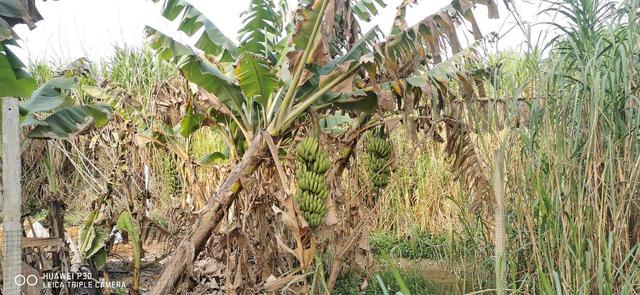 |钓虾农场作钓，酣畅淋漓擒巨物！