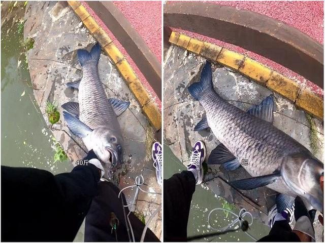 |数百人围观!江西小伙钓起学校湖中“鱼王”,事后被保安狂追?