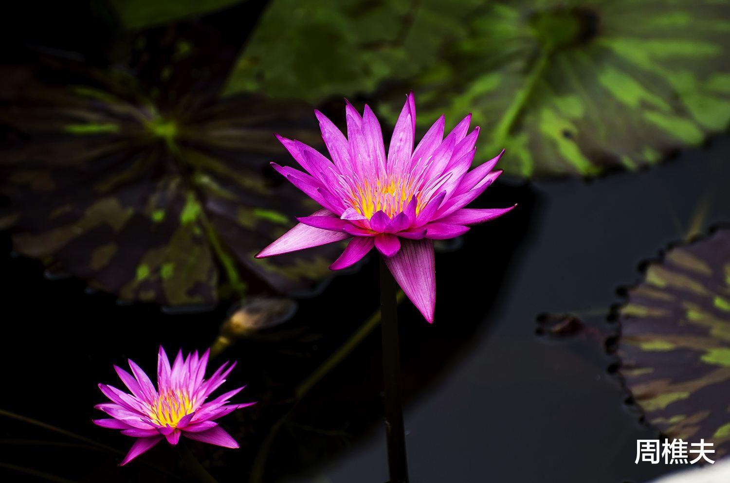 招聘|过了50岁，明白“两个字”，人生就释怀了