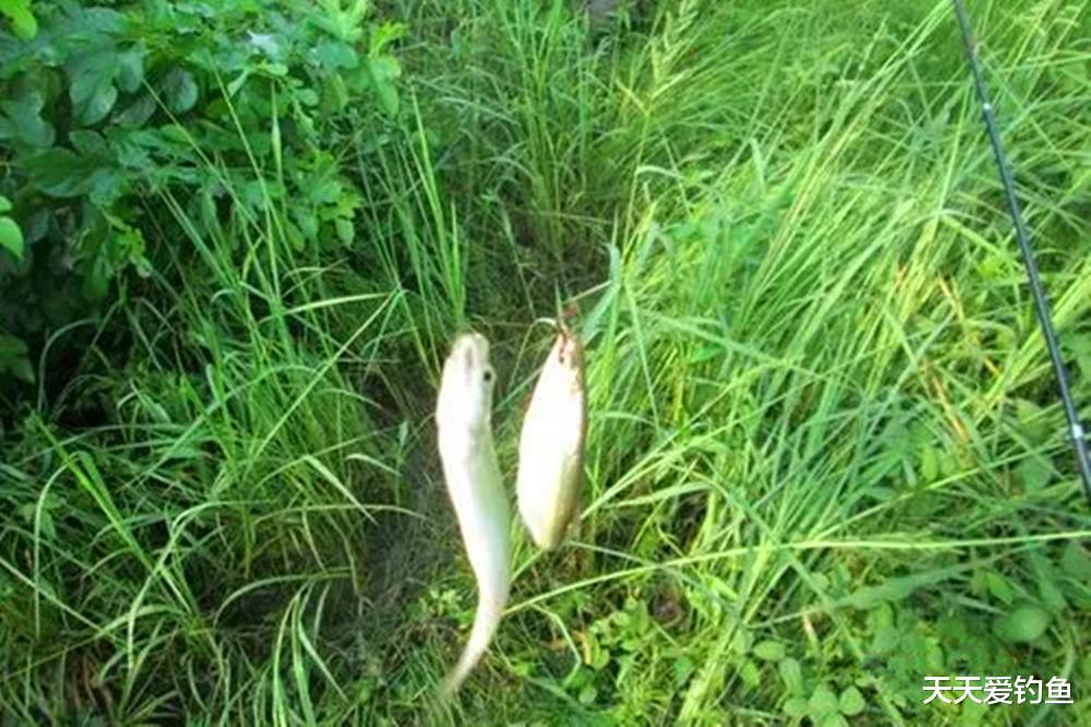 天热无大鱼可钓？那就急速钓白条，比钓大鱼更过瘾