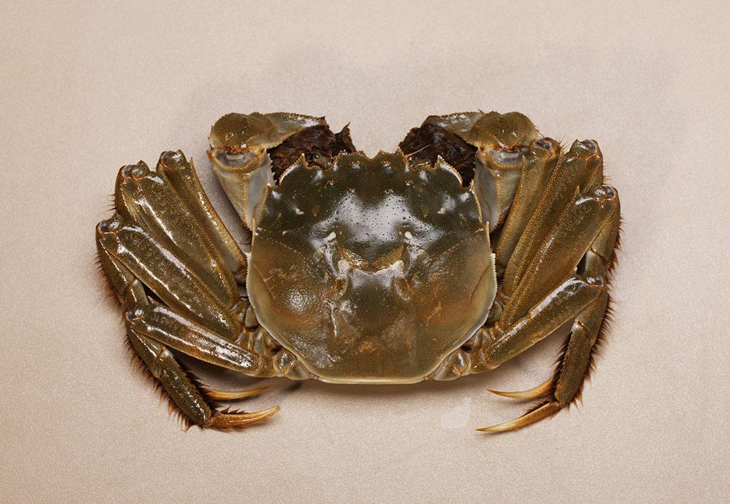 螃蟹|蒸螃蟹，冷水上锅还是热水上锅？这一步错了，蟹黄外流还掉腿