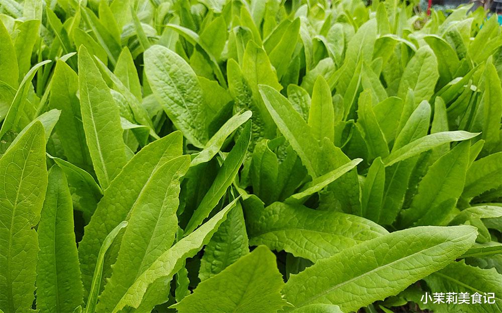 青椒|深秋,菠菜油菜不如它,润燥降火,安神助眠,搭配鸡蛋一炒特下饭