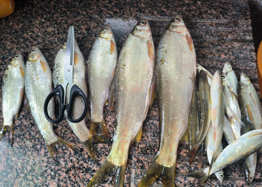 鲫鱼|离开鱼竿价格谈性能,算不算耍流氓?