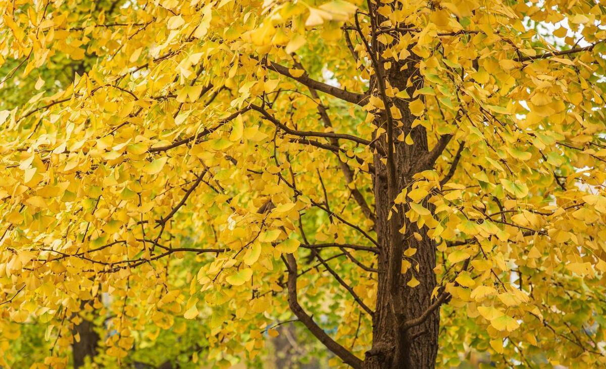 上海某985男生,被华为校园招聘,说计算机专业月薪2万是侮辱价?