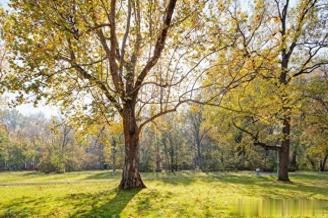 海绵体软总是起不来，多是瘀血过重，教你独特的思路恢复男人雄风