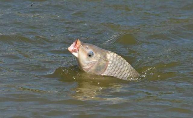 |钓鱼必抓的五大漂相，一顶、二黑、三顿、四抹、五接，你知道吗？