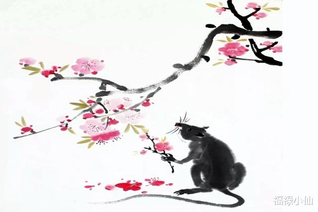 属鼠|2023年属鼠的适合养哪些花草运更好？振奋精神，节节高升