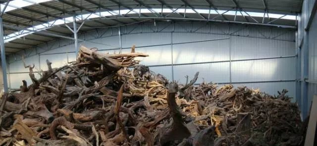 从价值上万到如今的柴火价，崖柏是怎么崩盘的？