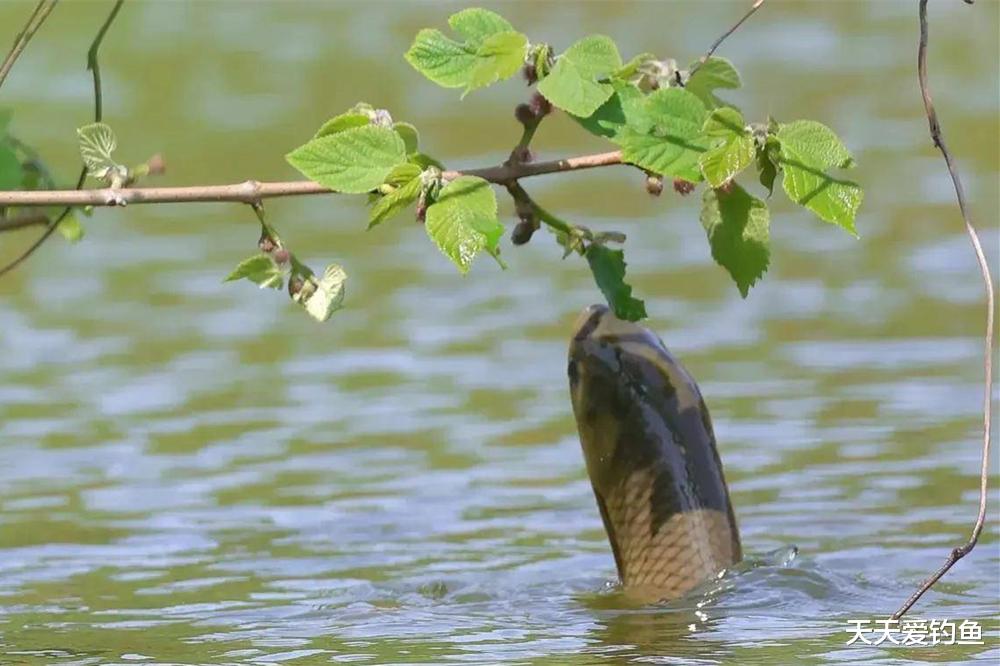 钓鱼|进入梅雨季,用好这些钓鱼绝招,越钓越惊喜