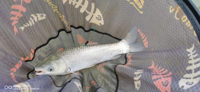 |钓虾农场作钓，酣畅淋漓擒巨物！