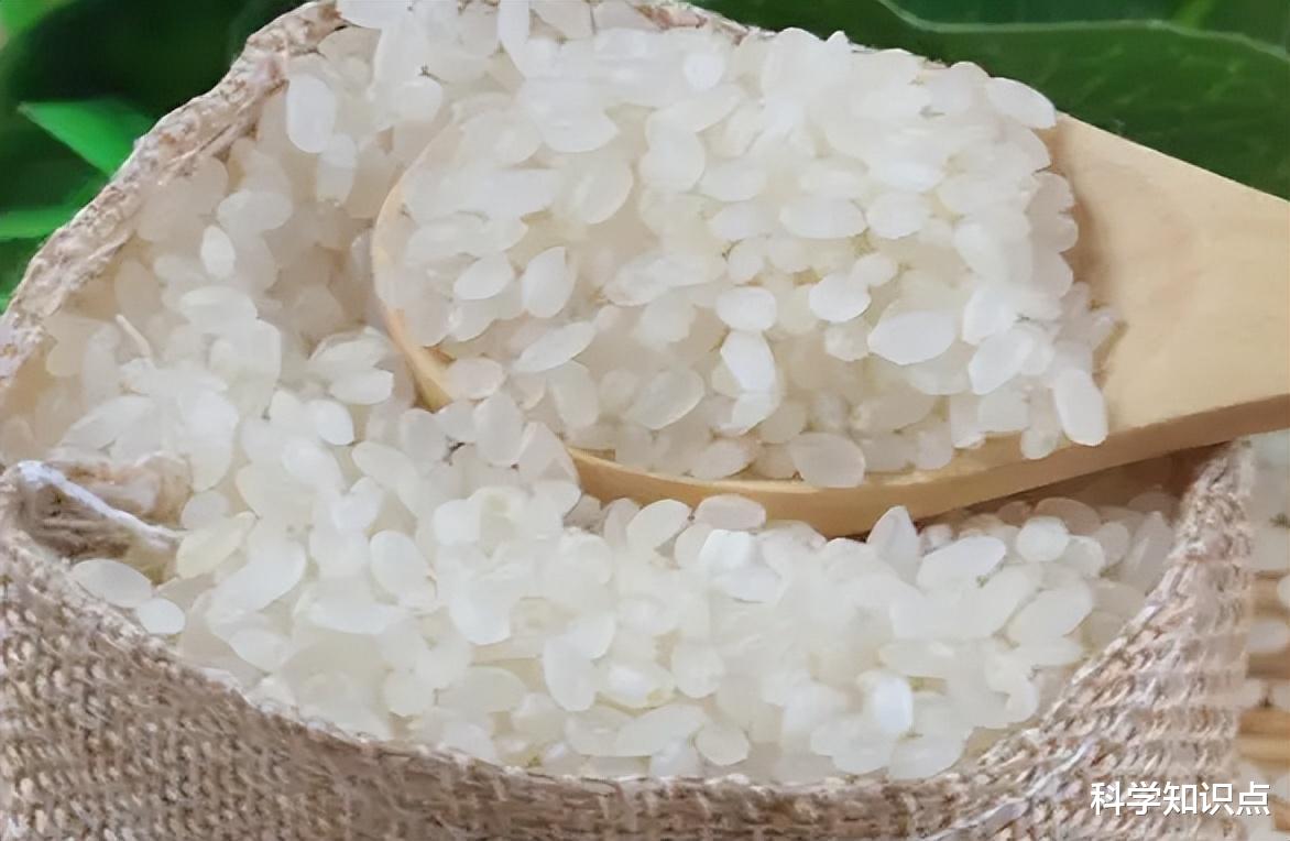 美食探店|中国哪里大米最好吃？这5种大米最为有名，其中有你家乡吗？
