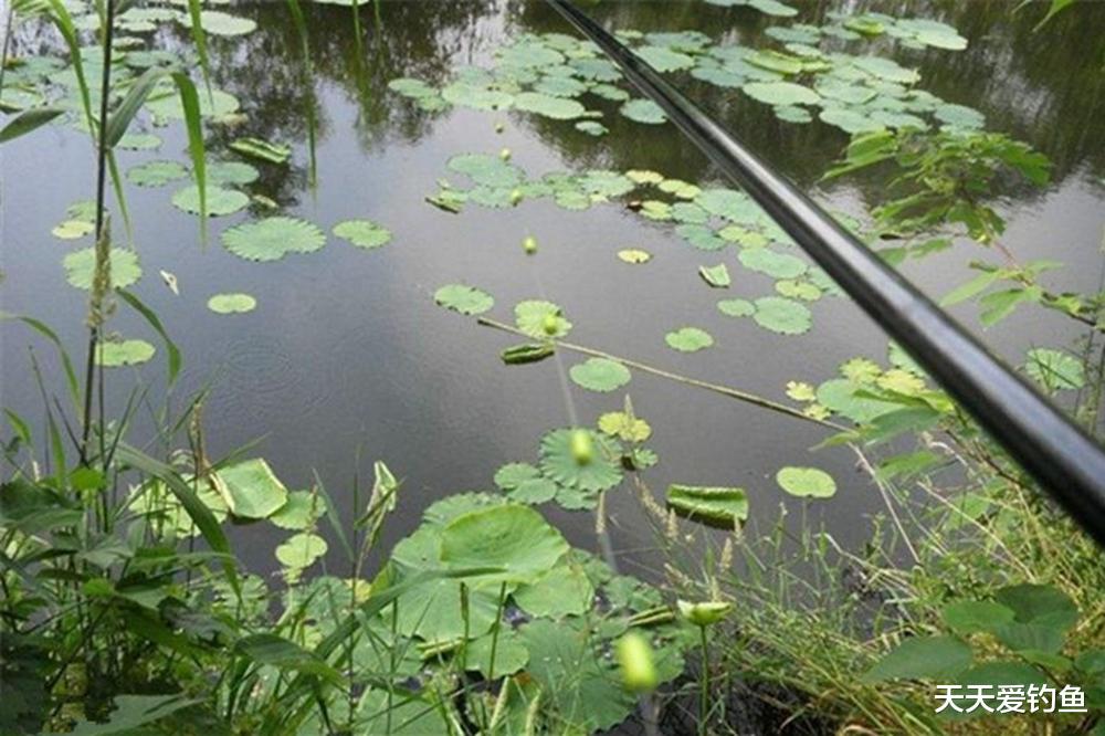 夏季野钓大鲫鱼，这种钓法才是首选，高温天也能狂拉