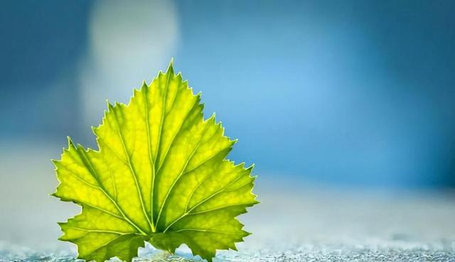 台湾|退休以后,最聪明的活法是:三不