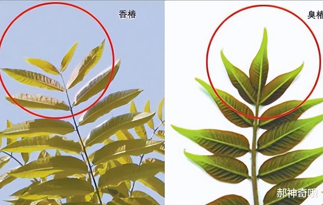 洋葱|中国“最难吃”的6种蔬菜,吃过一半是牛人,全吃过是大神