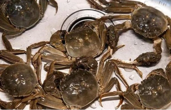 面条|买螃蟹时，是挑青壳的还是黄壳的？老渔民告诉你正确答案，网友：涨知识了