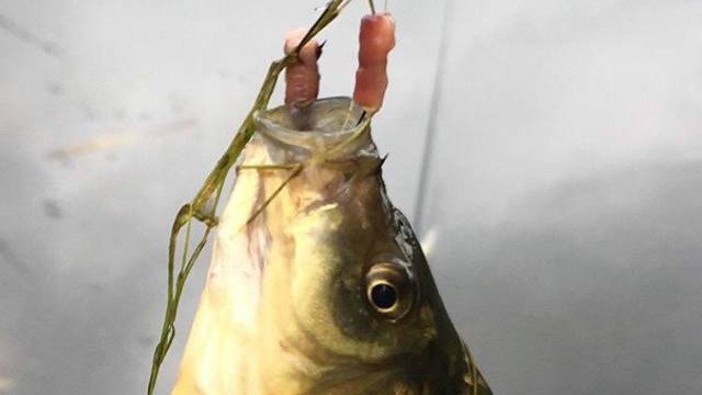 |初春钓深钓浅，远近如何选择才靠谱？鱼窝鱼道有迹可循下竿就有口