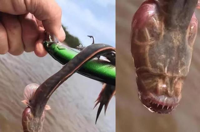 饵料|南水北调成为入侵鱼类的高速公路?是杞人忧天?还是自然现象?