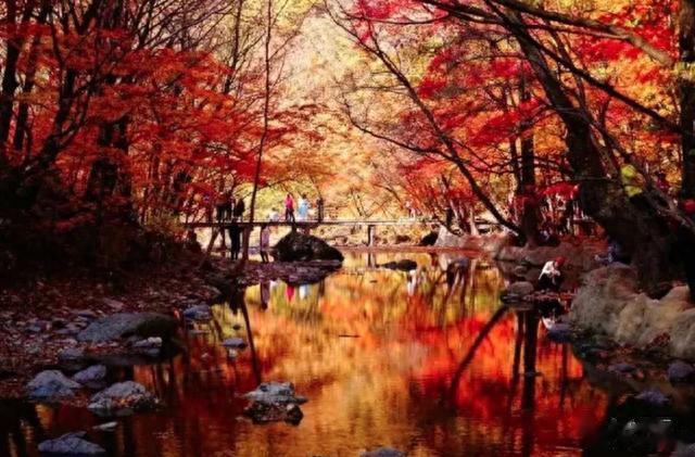 武当山|这座童话小城坐拥秋色天花板！红叶遍地，层林尽染，却少有人去过