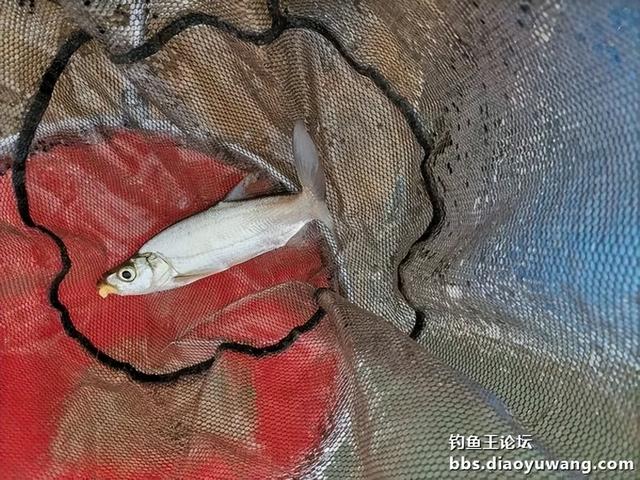 |生鲜大玉米,钓翘也钓鲫